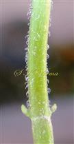  Stem